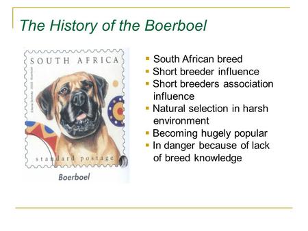 The History of the Boerboel  South African breed  Short breeder influence  Short breeders association influence  Natural selection in harsh environment.