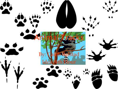 Animal Tracks By: Caleb Balstad Idea: 4th Hour. FACTS A gait is the pattern in which an animal walks. Tracks can be found near water sources and near.