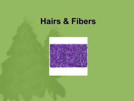 Hairs & Fibers.