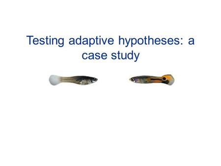 Testing adaptive hypotheses: a case study