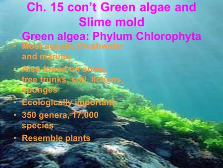 Ch. 15 con’t Green algae and Slime mold Green algea: Phylum Chlorophyta Most aquatic (freshwater and marine) Also found on snow, tree trunks, soil, lichens,