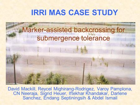 Marker-assisted backcrossing for submergence tolerance