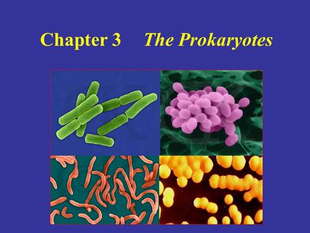 Chapter 3 The Prokaryotes