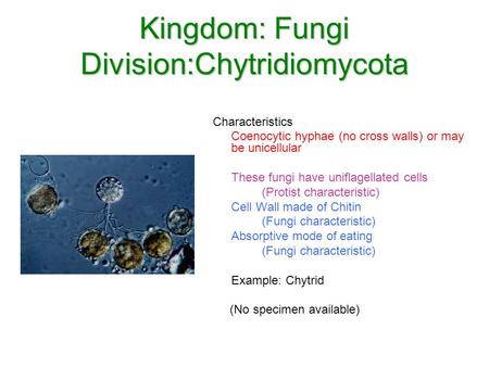 Kingdom: Fungi Division:Chytridiomycota