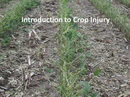 Introduction to Crop Injury. Outline What is a noninfectious disorder? Differences between noninfectious disorders and disease Symptoms and what to look.