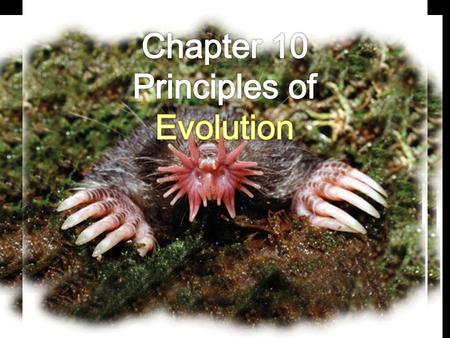 Principles of Evolution