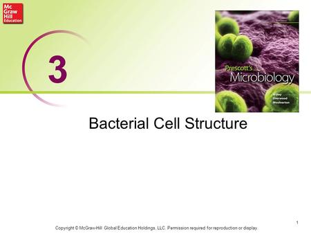 Bacterial Cell Structure