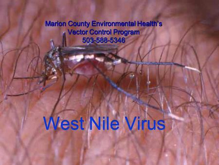 Marion County Environmental Health’s Vector Control Program 503-588-5346 Marion County Environmental Health’s Vector Control Program 503-588-5346 West.