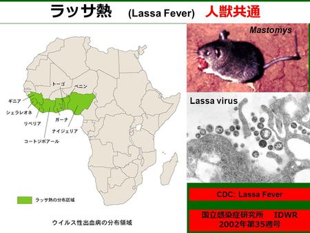 ラッサ熱 (Lassa Fever) 人獣共通 国立感染症研究所 IDWR 2002 年第 35 週号 Lassa virus Mastomys CDC: Lassa Fever.