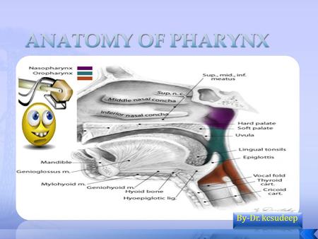 ANATOMY OF PHARYNX By-Dr. kcsudeep.