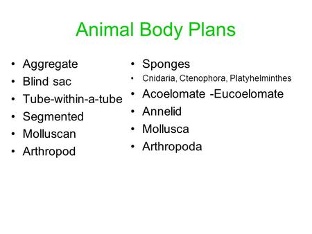 Animal Body Plans Aggregate Blind sac Tube-within-a-tube Segmented