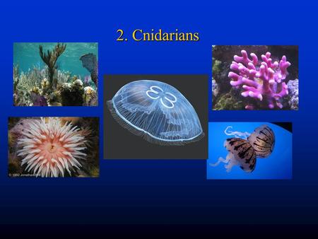 2. Cnidarians.