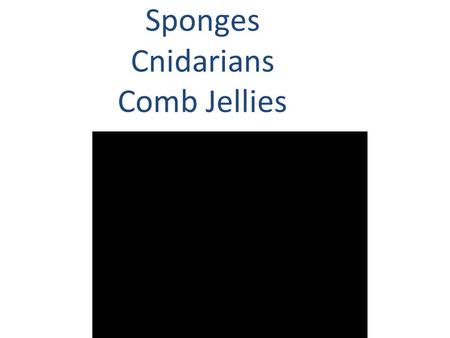 Sponges Cnidarians Comb Jellies