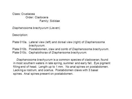 Class: Crustacea Order: Cladocera Family: Sididae Diaphanosoma brachyurum (Lieven) Description: Plate 010a. Lateral view (left) and dorsal view (right)