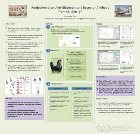 Production of an Anti-Glucocorticoid Receptor Antibody from Chicken IgY Stephanie Luke Department of Biological Sciences, York College of Pennsylvania.