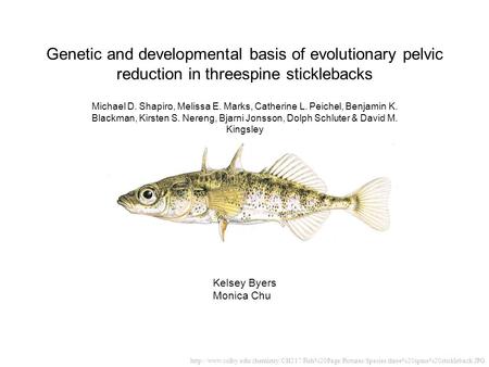 Genetic and developmental basis of evolutionary pelvic reduction in threespine sticklebacks Michael D. Shapiro, Melissa E. Marks, Catherine L. Peichel,