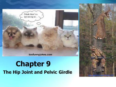 Chapter 9 The Hip Joint and Pelvic Girdle. Pelvic Girdle Anterior Gluteal Line External Surface Auricular Surface Iliopectineal Eminence Greater Sciatic.