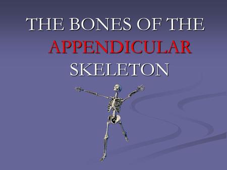 THE BONES OF THE APPENDICULAR SKELETON