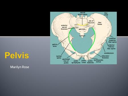 Marilyn Rose Pelvis.