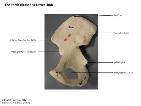 The Pelvic Girdle and Lower Limb Ilium Ischium Pubis Obturator Foramen Ischial Spine Sacroiliac Joint Iliac Crest Anterior Superior Iliac Spine Anterior.