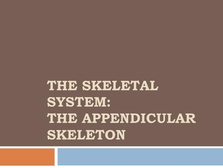 The skeletal system: the appendicular skeleton