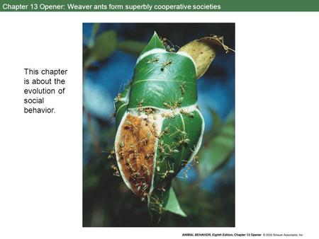 Chapter 13 Opener: Weaver ants form superbly cooperative societies