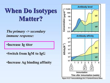 When Do Isotypes Matter? The primary -> secondary immune response: Increase Ig titer Switch from IgM to IgG Increase Ag binding affinity.