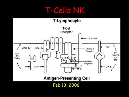 T-Cells NK Feb 13, 2006. T-cells Antigens that are transported by dendritic cells to lymph nodes are recognized by naive T lymphocytes that recirculate.