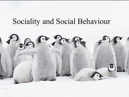 Sociality and Social Behaviour. Level of Sociality Mating strategy Communication System Kin Selection Altruism Predator Pressure Resource Defence Parental.