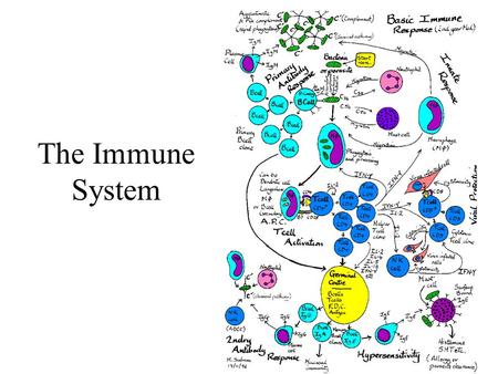 The Immune System. Leucocytes Lymphatic system.