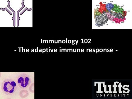 Immunology 102 - The adaptive immune response -. Overview.