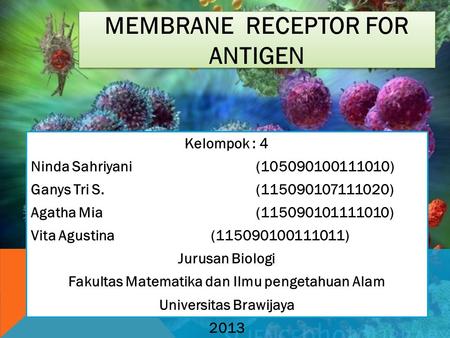 MEMBRANE RECEPTOR FOR ANTIGEN Kelompok : 4 Ninda Sahriyani (105090100111010) Ganys Tri S. (115090107111020) Agatha Mia(115090101111010) Vita Agustina(115090100111011)