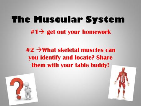 The Muscular System #1  get out your homework #2  What skeletal muscles can you identify and locate? Share them with your table buddy!