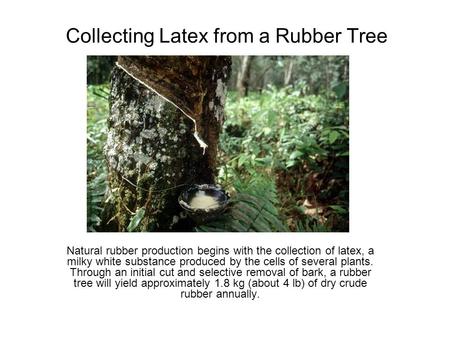 Collecting Latex from a Rubber Tree Natural rubber production begins with the collection of latex, a milky white substance produced by the cells of several.