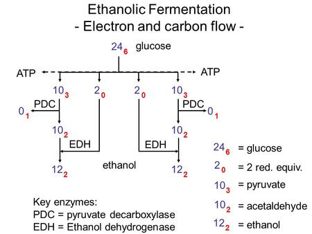 10 3 2 0 3 2 2 12 2 2 2 0 0 1 0 1 PDC EDH ethanol ATP 24 6 glucose 24 6 2 0 10 3 2 12 2 = glucose = 2 red. equiv. = pyruvate = acetaldehyde = ethanol Ethanolic.