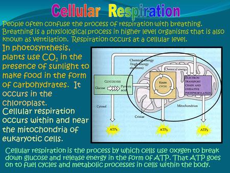 Cellular Respiration People often confuse the process of respiration with breathing. Breathing is a physiological process in higher level organisms that.