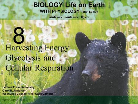 Harvesting Energy: Glycolysis and Cellular Respiration