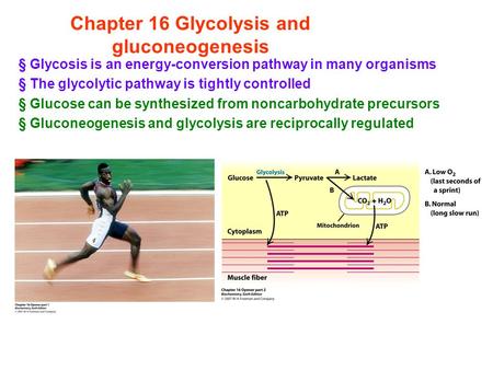 Chapter 16 Glycolysis and gluconeogenesis