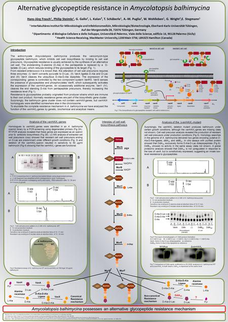 WildtypΔvanHAX b A. balhimycina  vanHAX b WT Introduction The actinomycete Amycolatopsis balhimycina produces the vancomycin-type glycopeptide balhimycin,