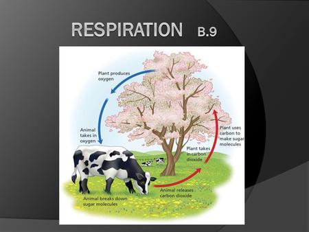 Overview energy is required for all cellular work most organisms produce ATP by using energy stored in the bonds of organic molecules such as carbohydrates.