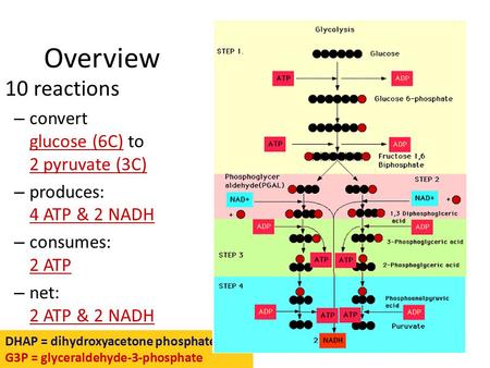 10 reactions – convert glucose (6C) to 2 pyruvate (3C) – produces: 4 ATP & 2 NADH – consumes: 2 ATP – net: 2 ATP & 2 NADH Overview DHAP = dihydroxyacetone.