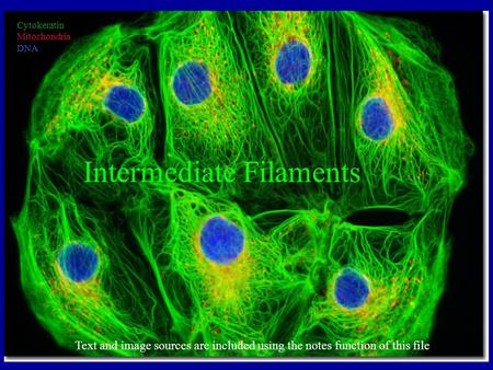 Intermediate Filaments Text and image sources are included using the notes function of this file Cytokeratin Mitochondria DNA.