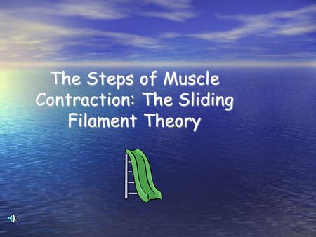 The Steps of Muscle Contraction: The Sliding Filament Theory