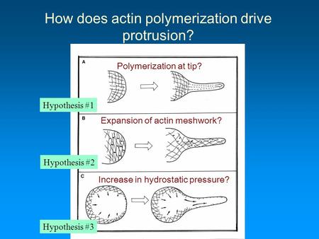 How does actin polymerization drive protrusion? Polymerization at tip? Expansion of actin meshwork? Increase in hydrostatic pressure? Hypothesis #1 Hypothesis.