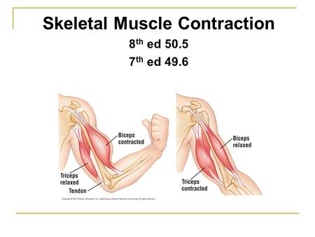 Skeletal Muscle Contraction