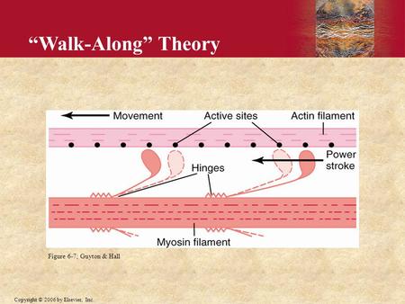 “Walk-Along” Theory Figure 6-7; Guyton & Hall.