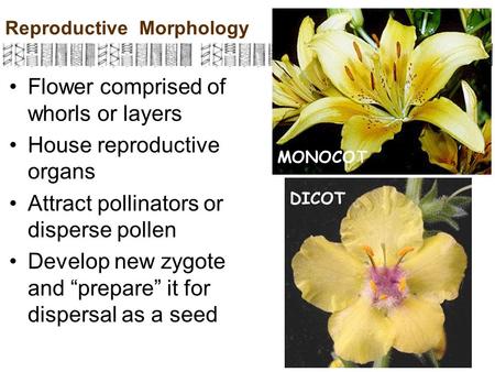 Reproductive Morphology