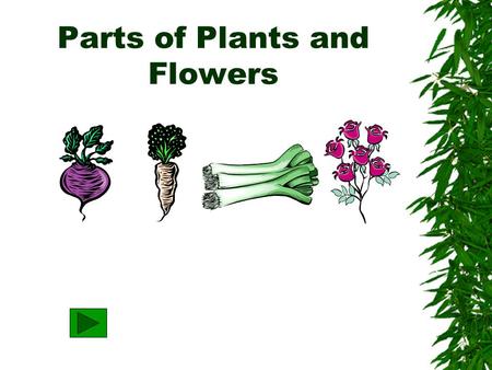 Parts of Plants and Flowers What are four MAJOR parts of plants? Leaf Roots Stem Flower.