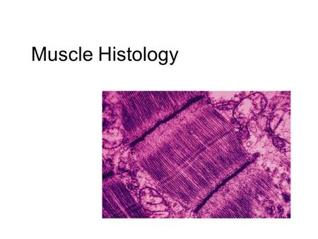 Muscle Histology.