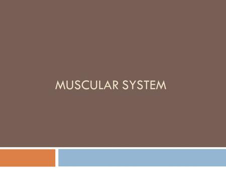 Muscular System.